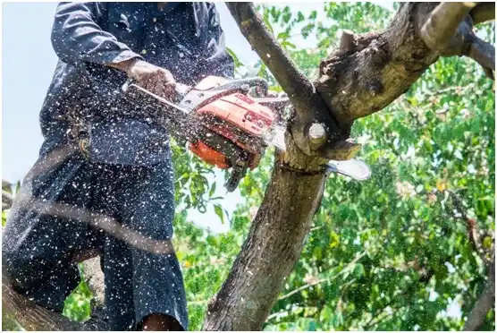 tree services Milroy